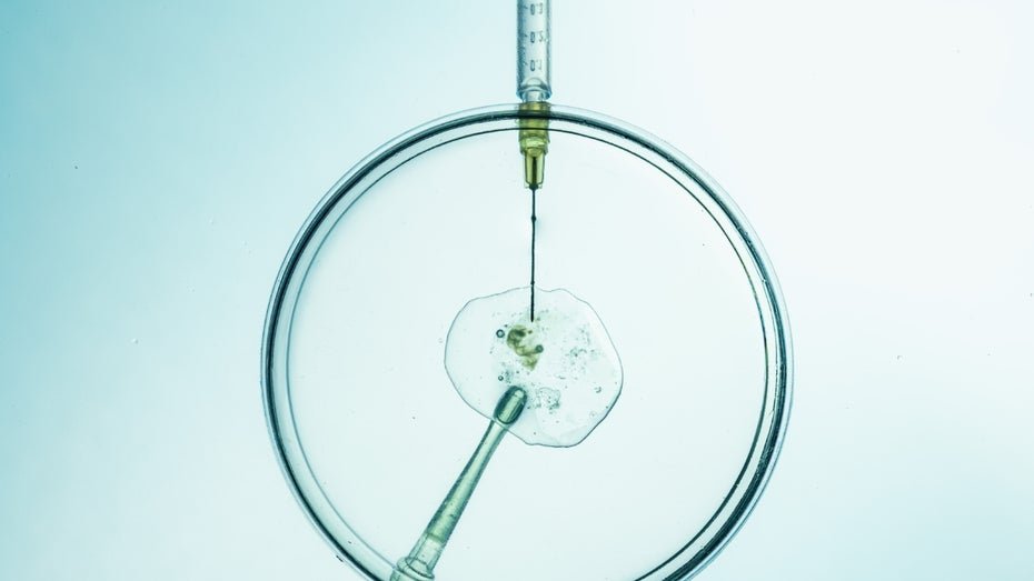 Erstmals Einnisten eines Embryos auf Mikrofluidik-Chip beobachtet