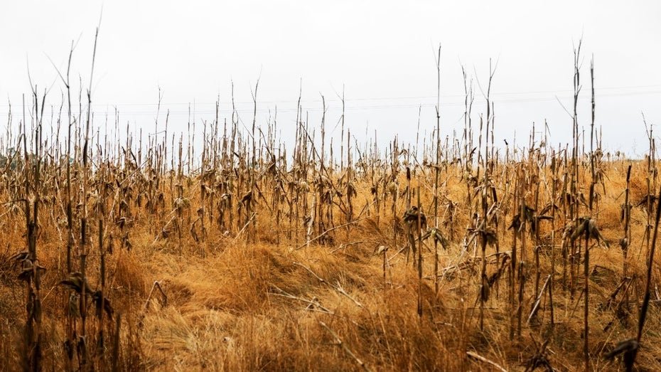 Farmer Loses Crop Due to Faulty AI Advice