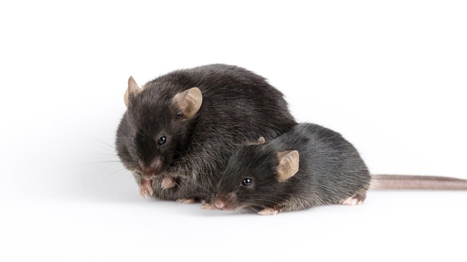 New CRISPR Technique Enables Sex Reversal in Mice
