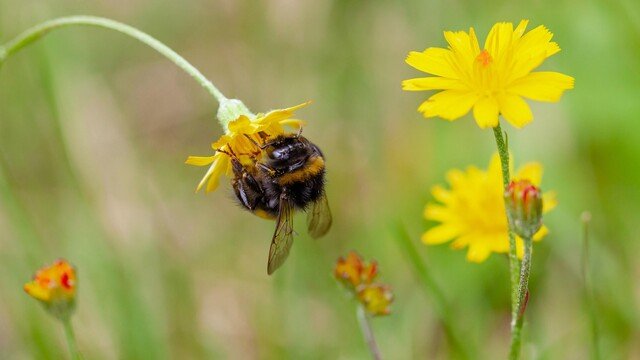 Perplexity veröffentlicht Bumblebee als Open-Source-Sicherheitsscanner
